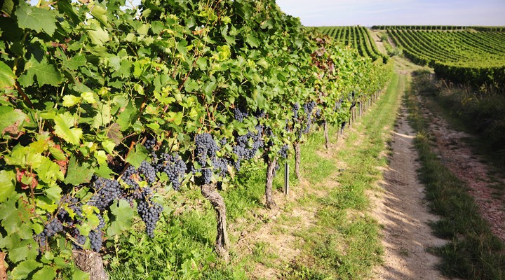 Wijnbouw Duitsland Druiven