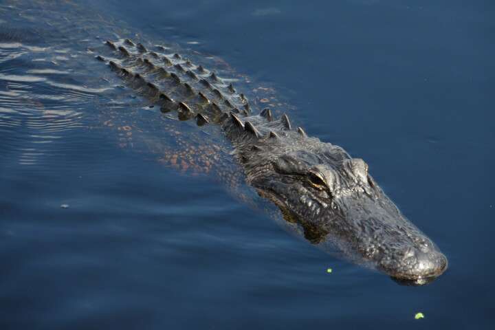 Mayakka River State Park