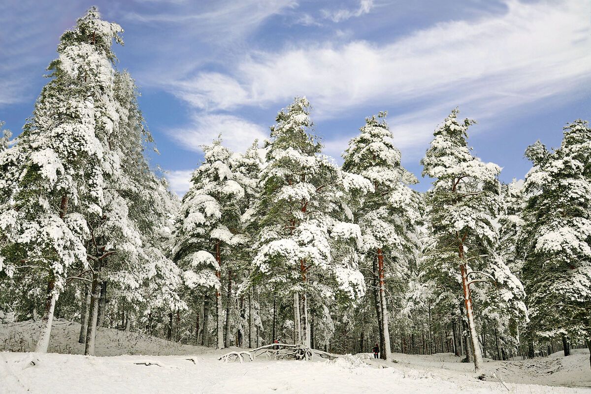 Besneeuwde bomen tijdens de winter in Polen