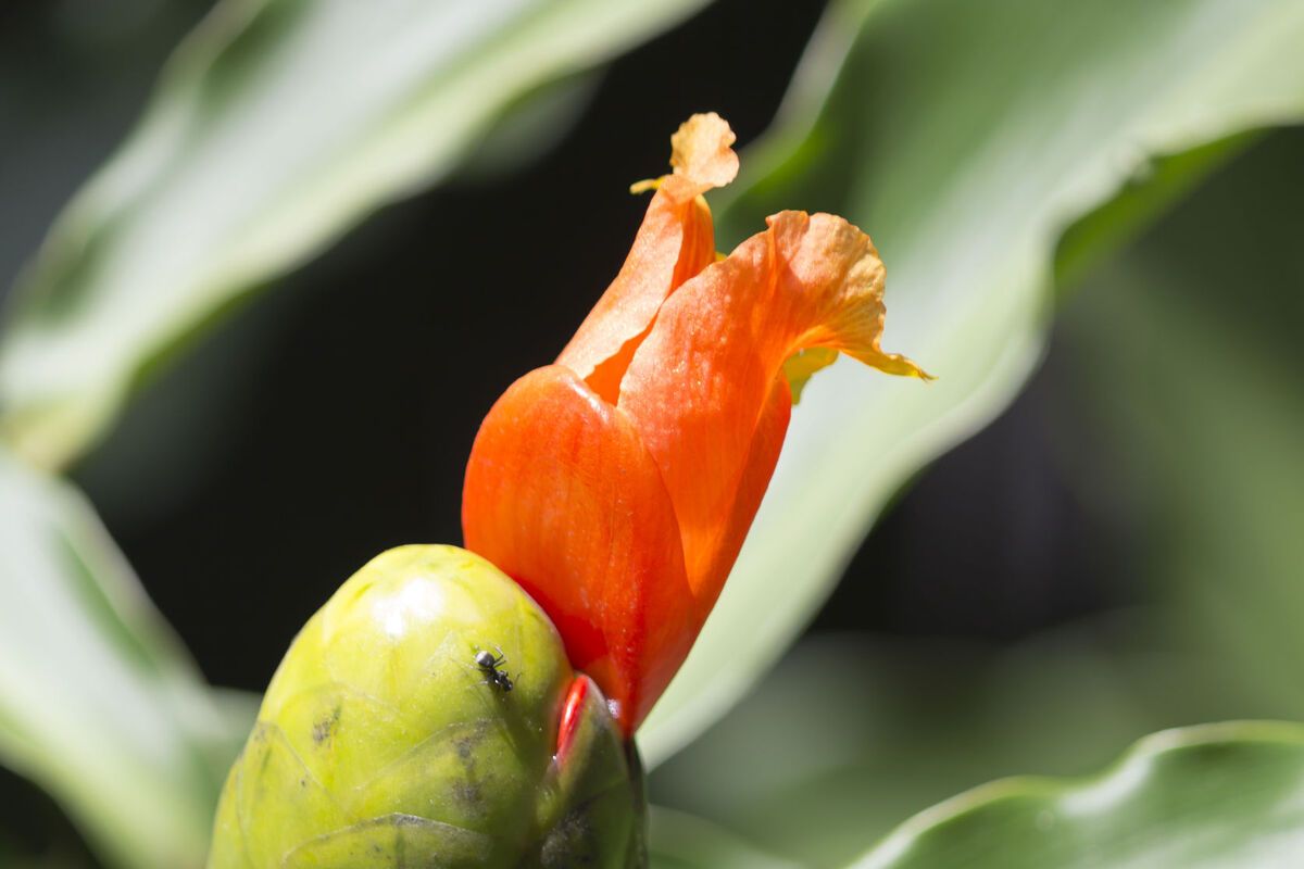 Plant in Nationaal Park Chocoyero