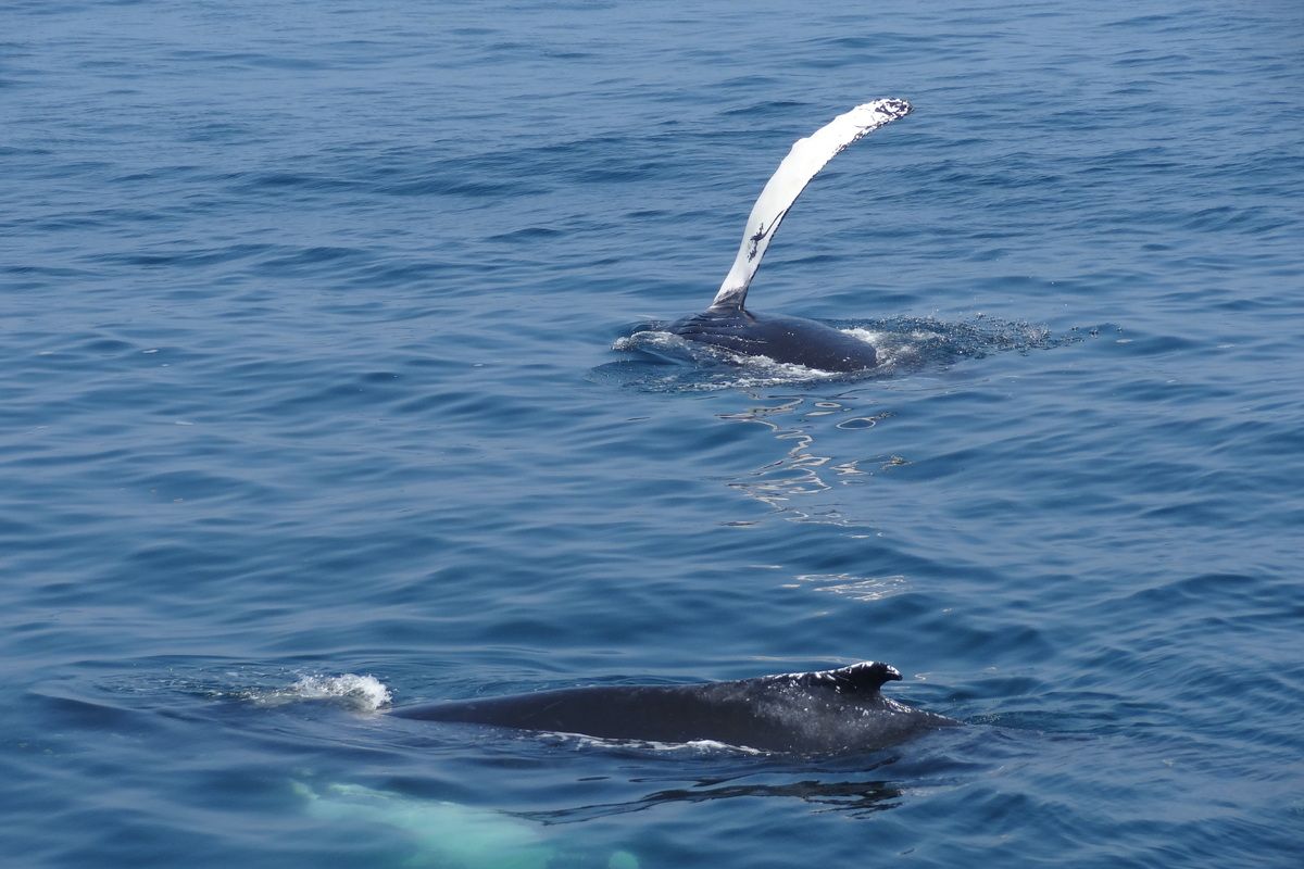 Walvis vinnen in de open zee