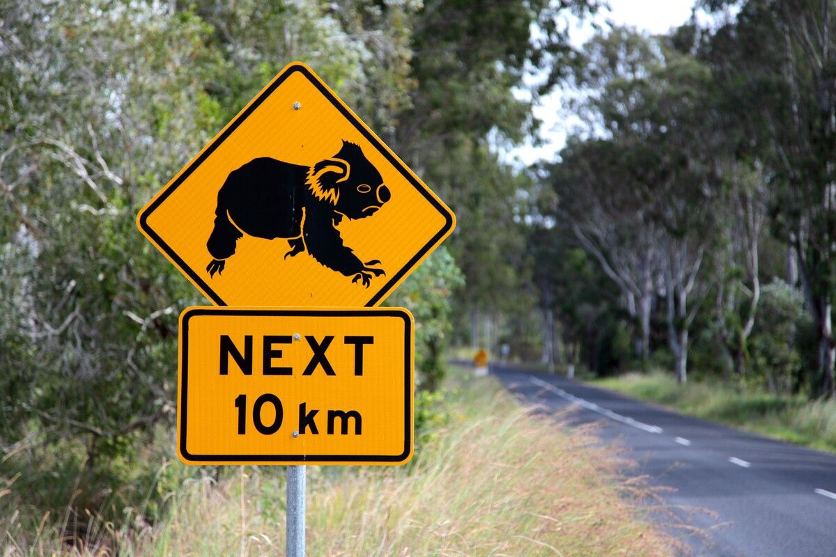 Koala bord in Australi&euml;