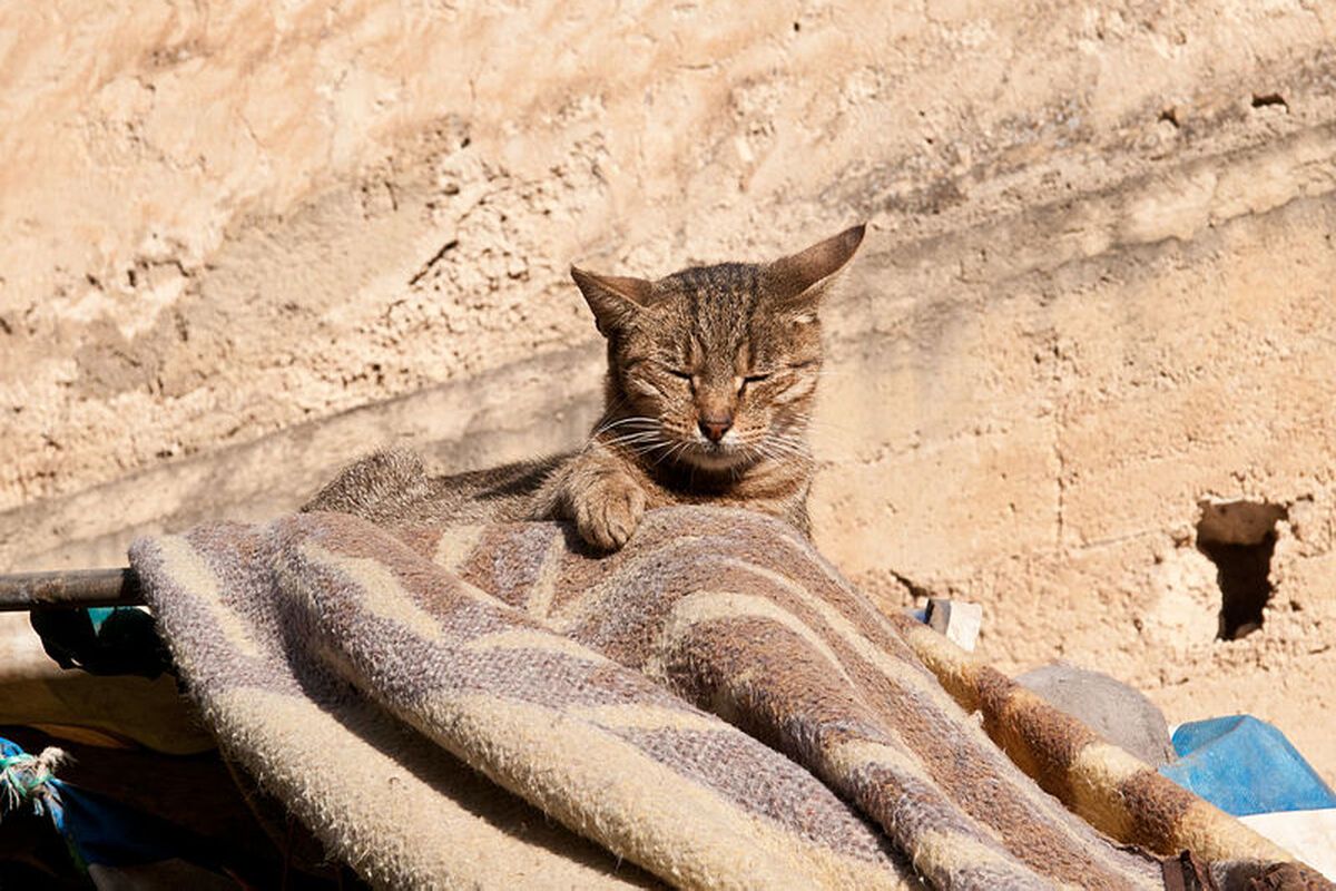 Kat Marokko