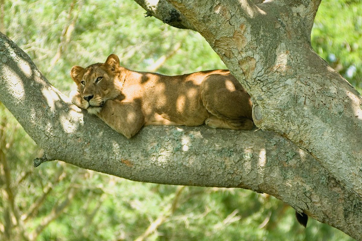 Wildlife in Uganda