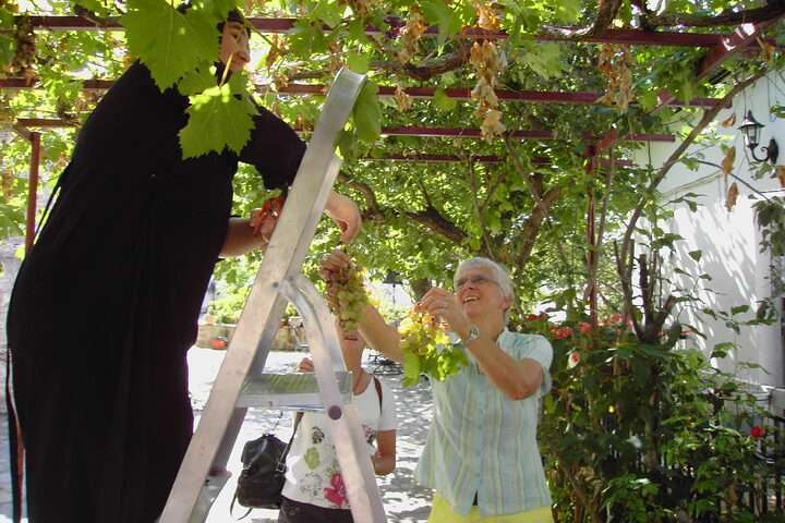 Er werden druiven voor ons geplukt door de gastvrije inwoners van Tripoli