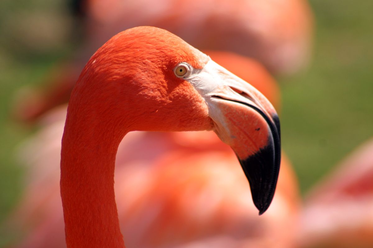 Flamino's op de Bahamas