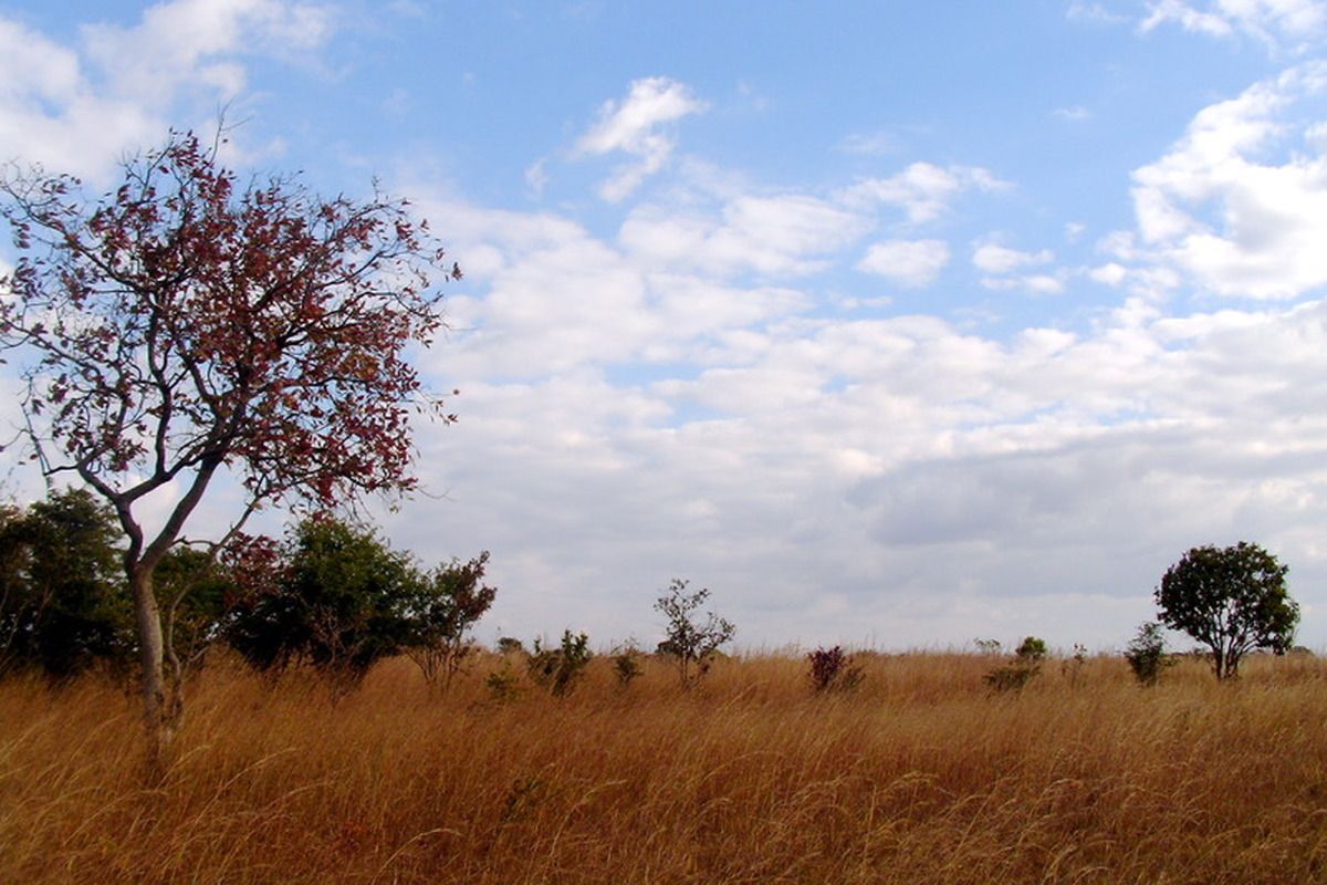 Safari in South Luanga