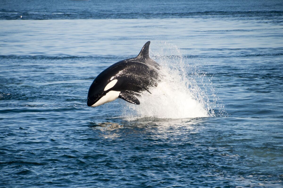 Orka die uit het water springt in IJsland