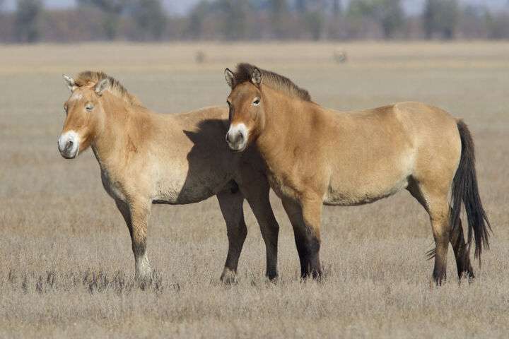 Przewalski paarden, Mongolie