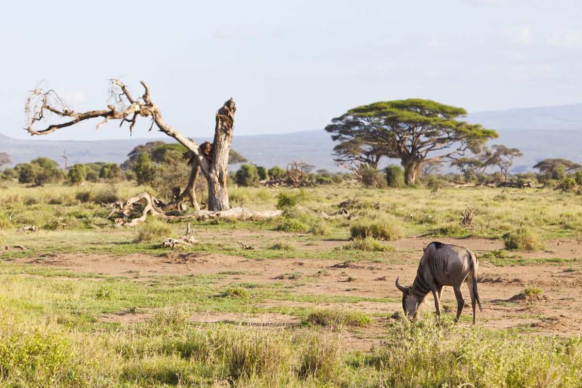 Wild dier in Kenia