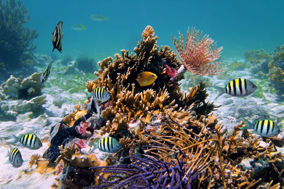 Onderwaterleven bij Punta Cana
