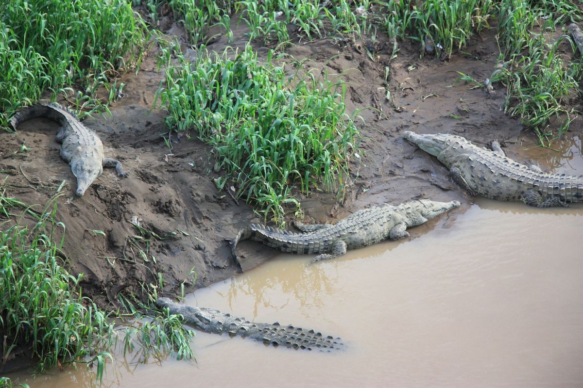 Krokodillen op de zandbank