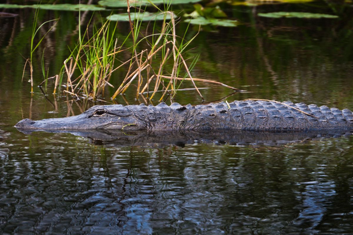 Everglades National Park