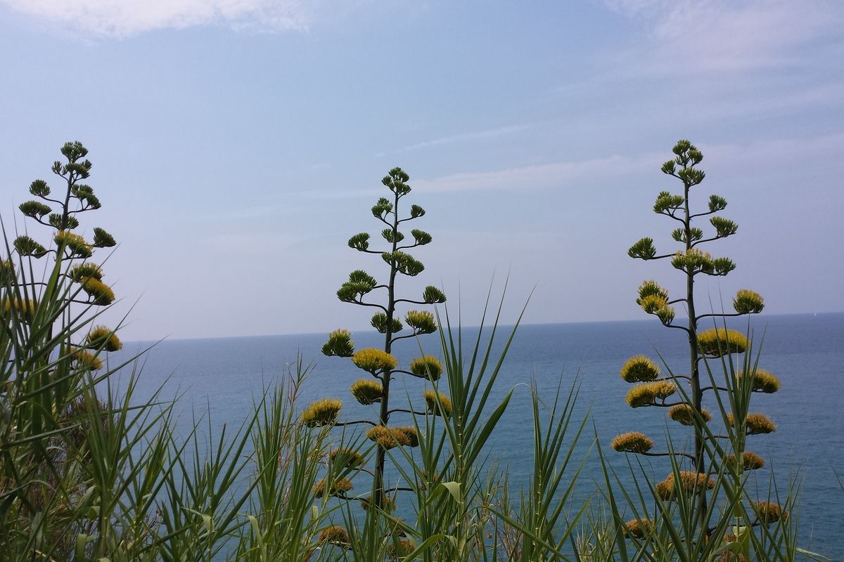 De prachtige planten die we onderweg naar het zandstrand zien