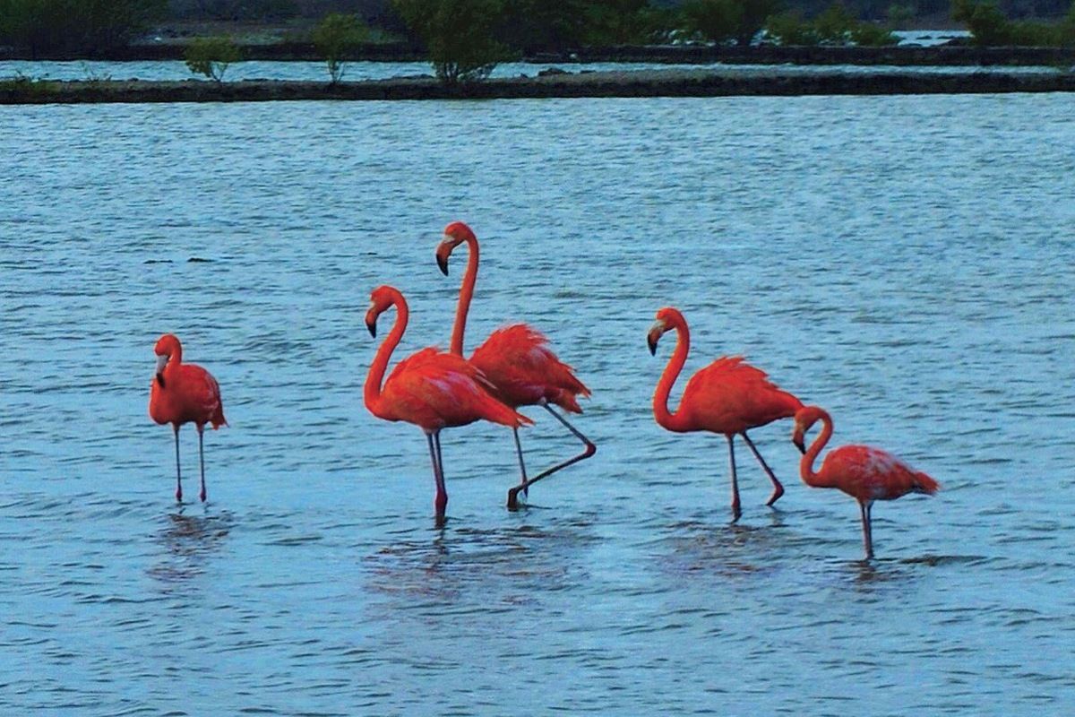 Flamingos 
