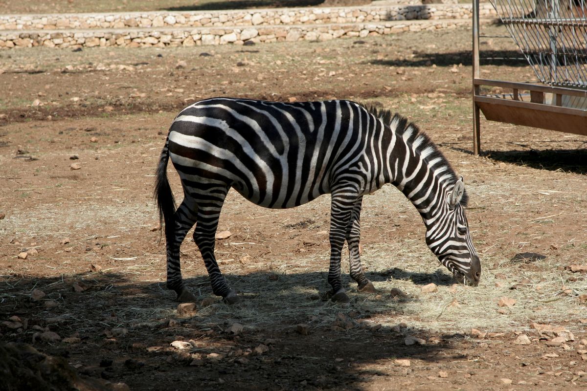 Zebra