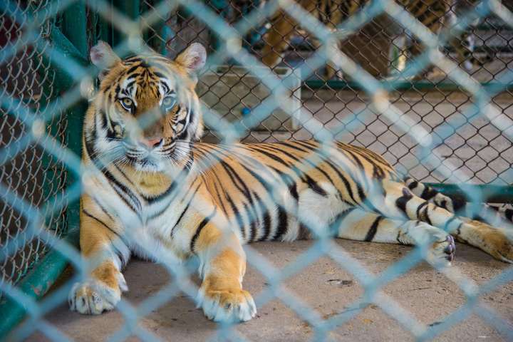 Een tijger in gevangenschap
