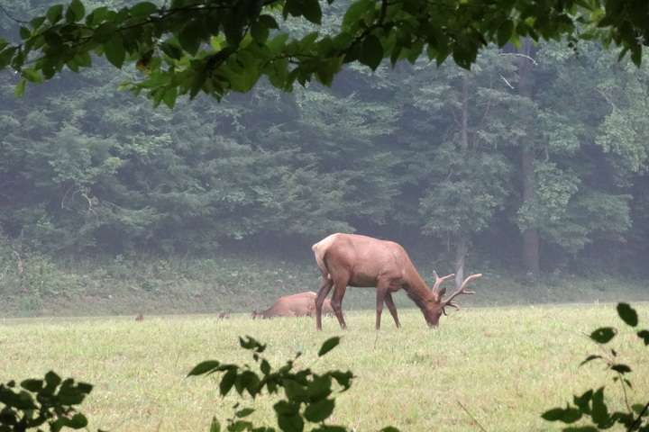 Wapiti's in het nationaal park Appalachen