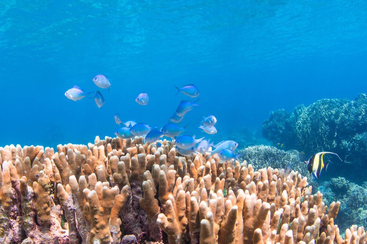 In Malta kun je goed duiken en onder andere genieten van het mooie koraal