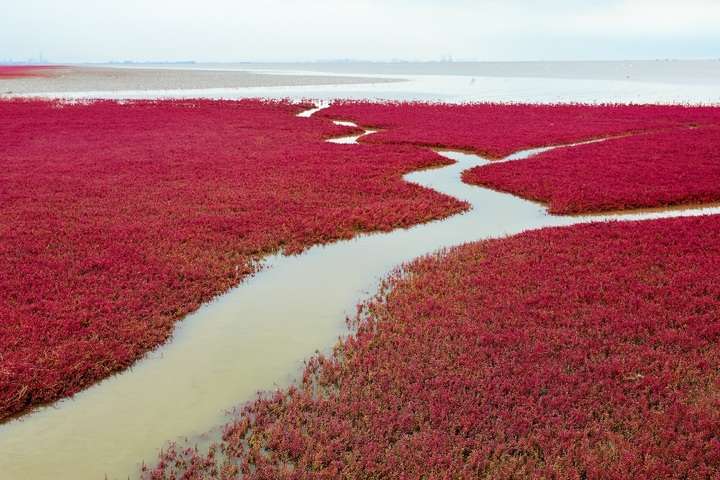 Het Rode Strand in Panjin
