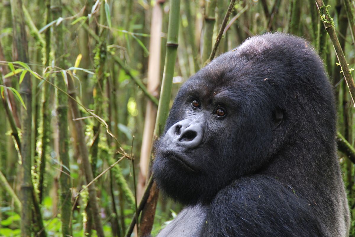 De berggorilla's in Uganda