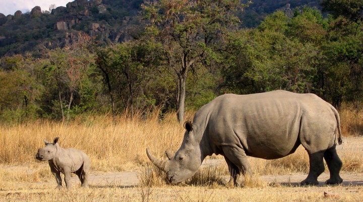 Neushoorn Zimbabwe Rondreizen