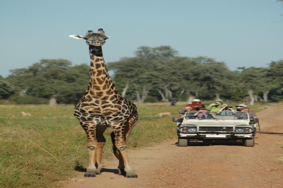 Giraf Malawi, nationaal park, vakantie