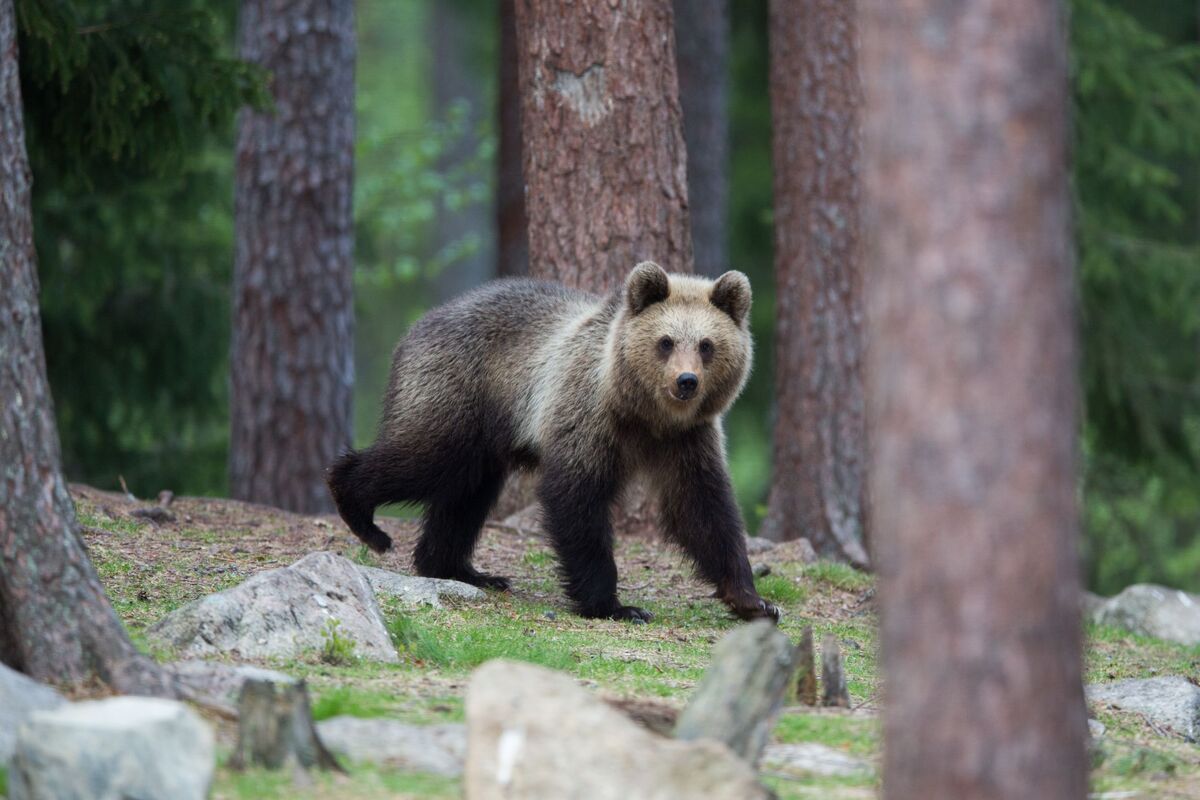 Bruine beer bos Tiaga Finland