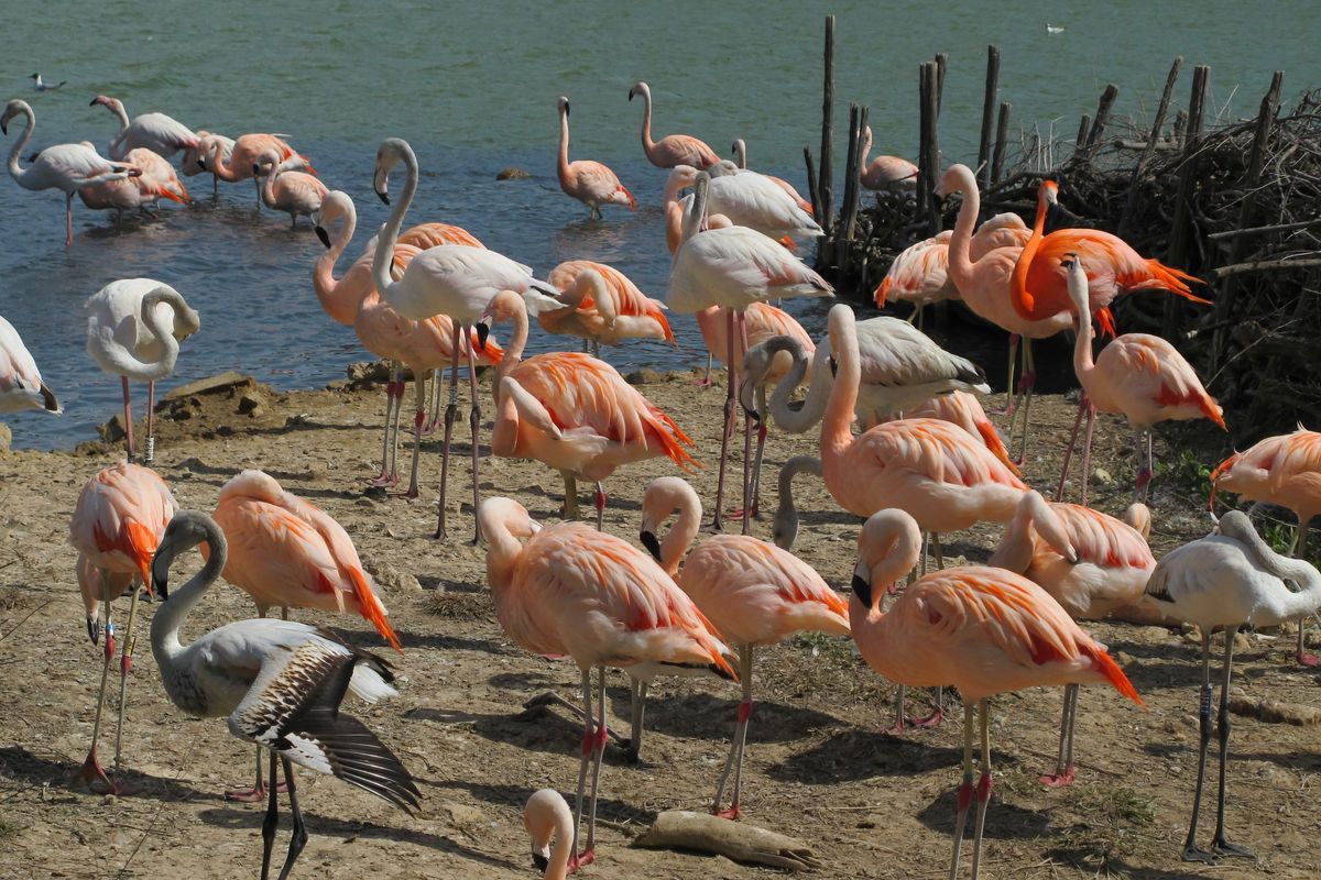 Flamingo's op de Bahamas