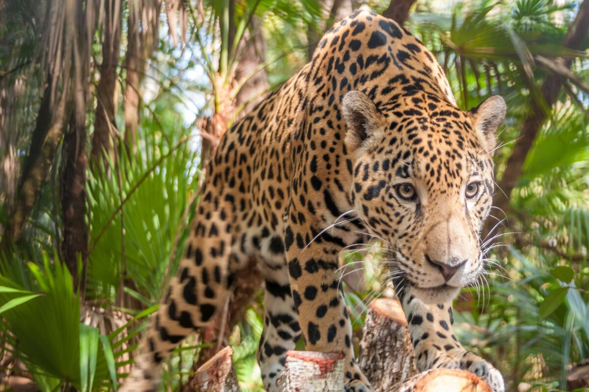 Een jaguar in de jungle van Belize
