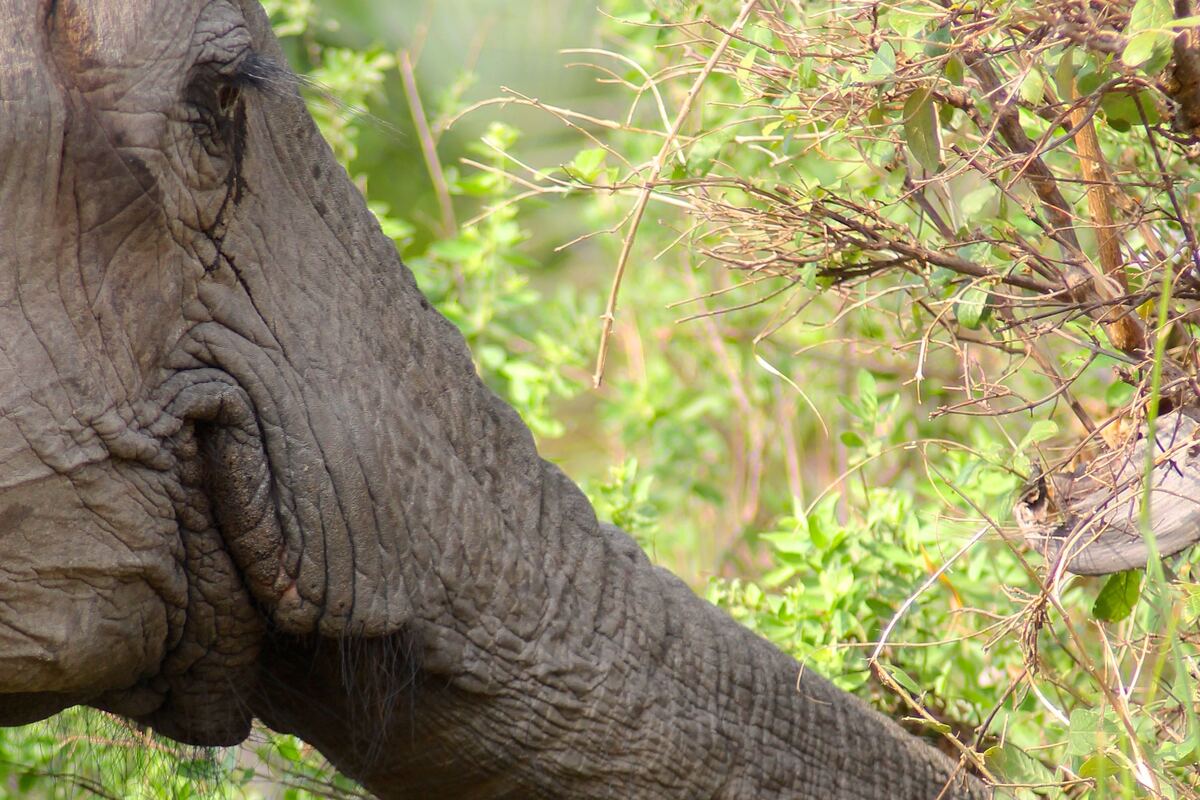 Olifant van dichtbij