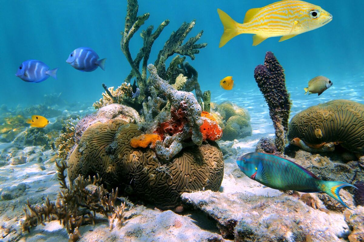 Onderwaterwereld Martinique