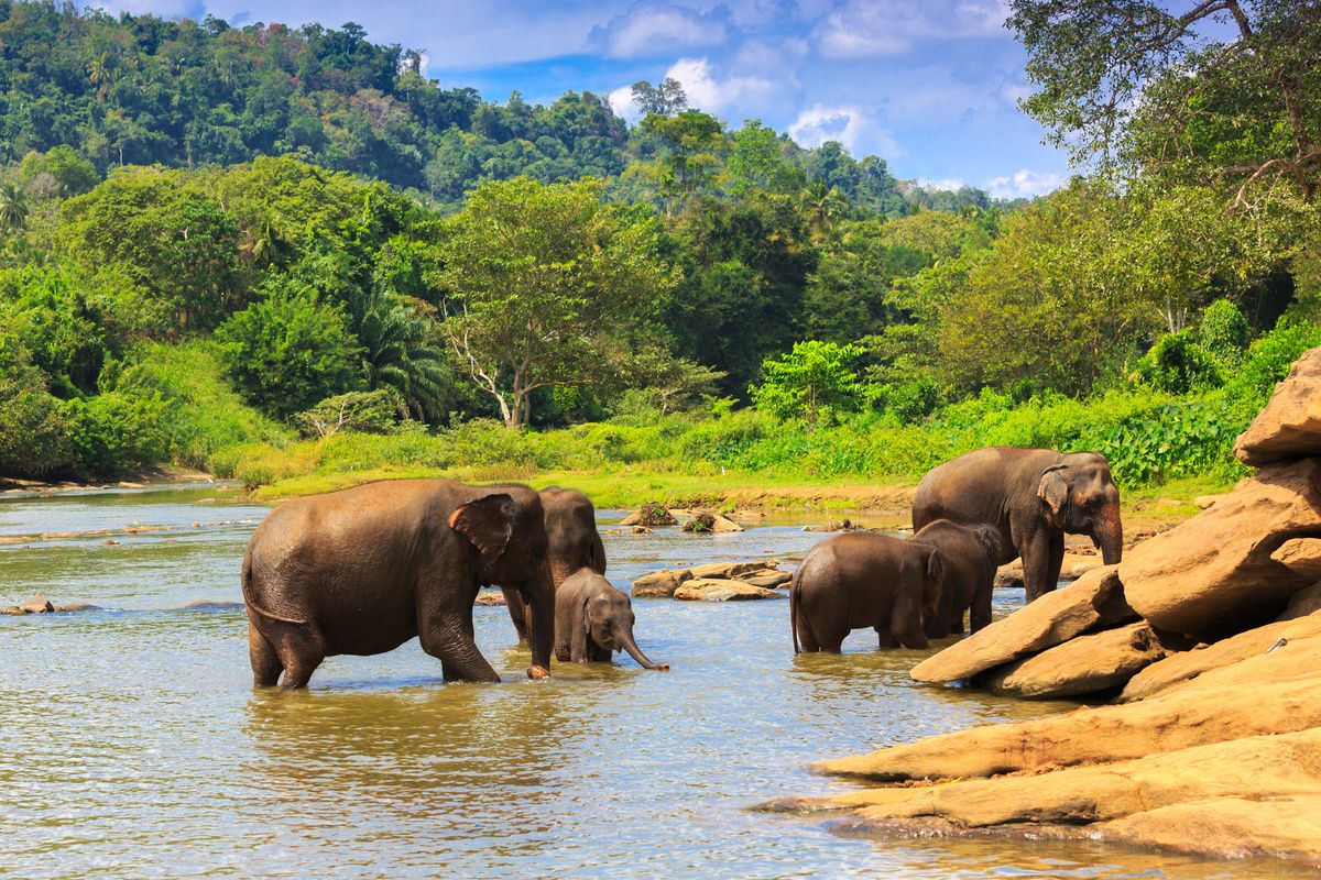 Safari met olifanten