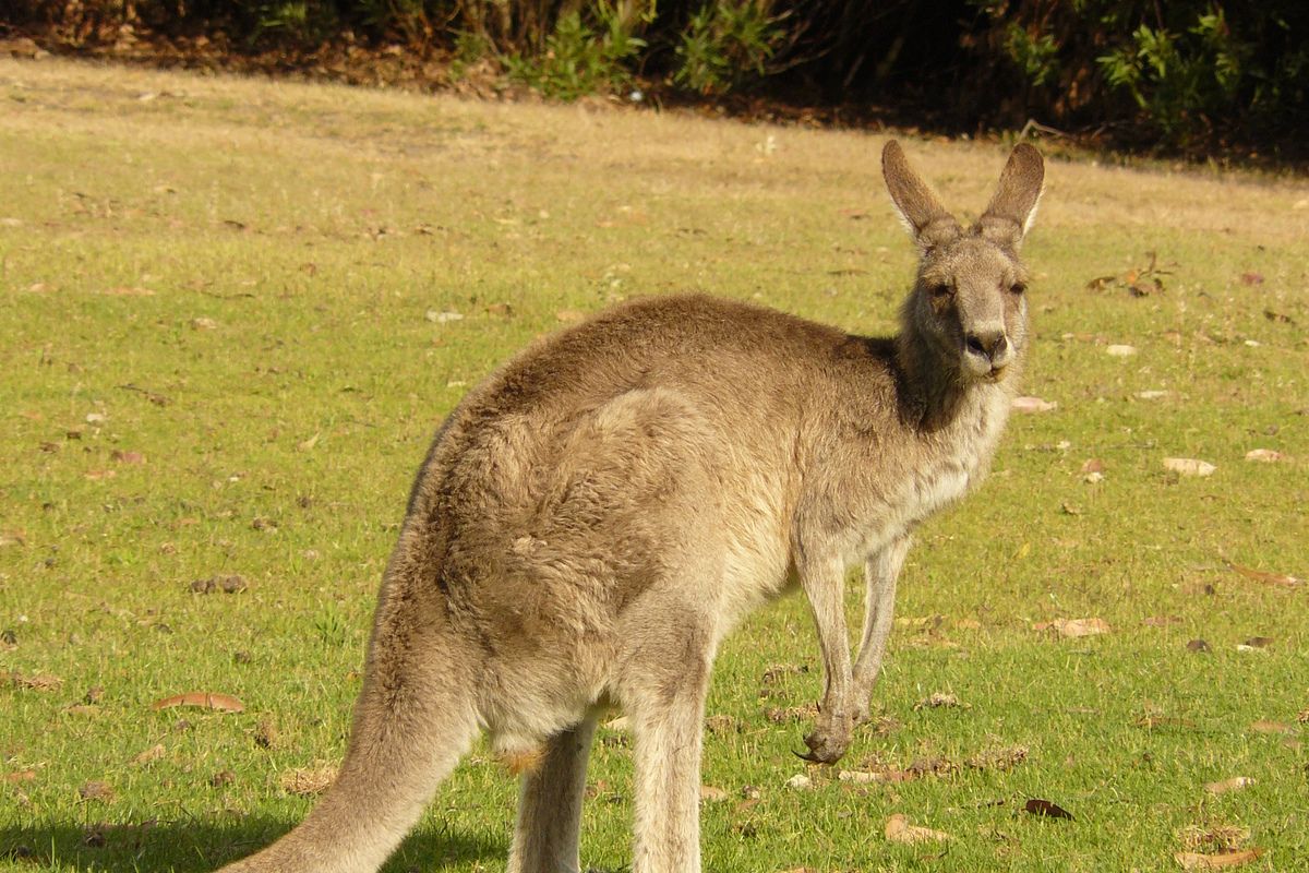 Kangoeroe in de achtertuin