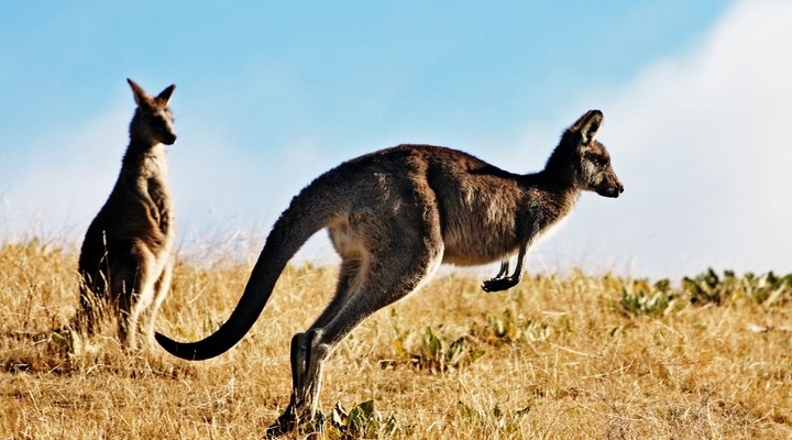 Kangaroo Australi