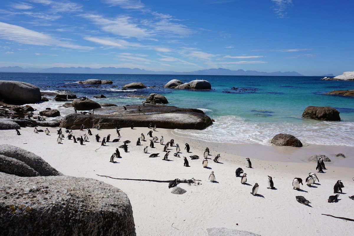 Pinguins op Boulders Beach