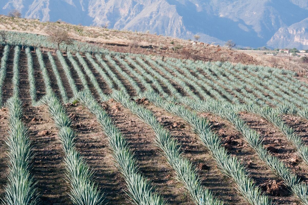 Agaveplanten in Tequila, plaatsje in Jalisco