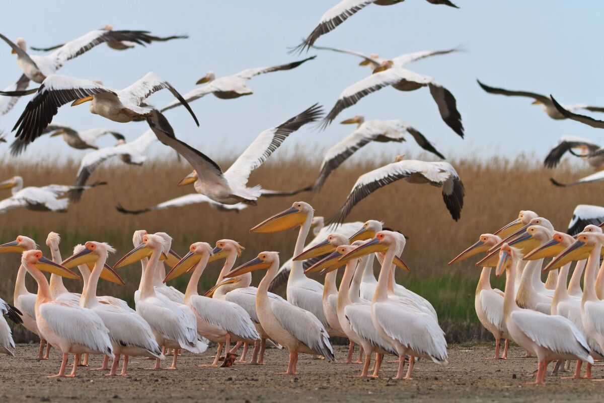 Pelikanen in de Donaudelta