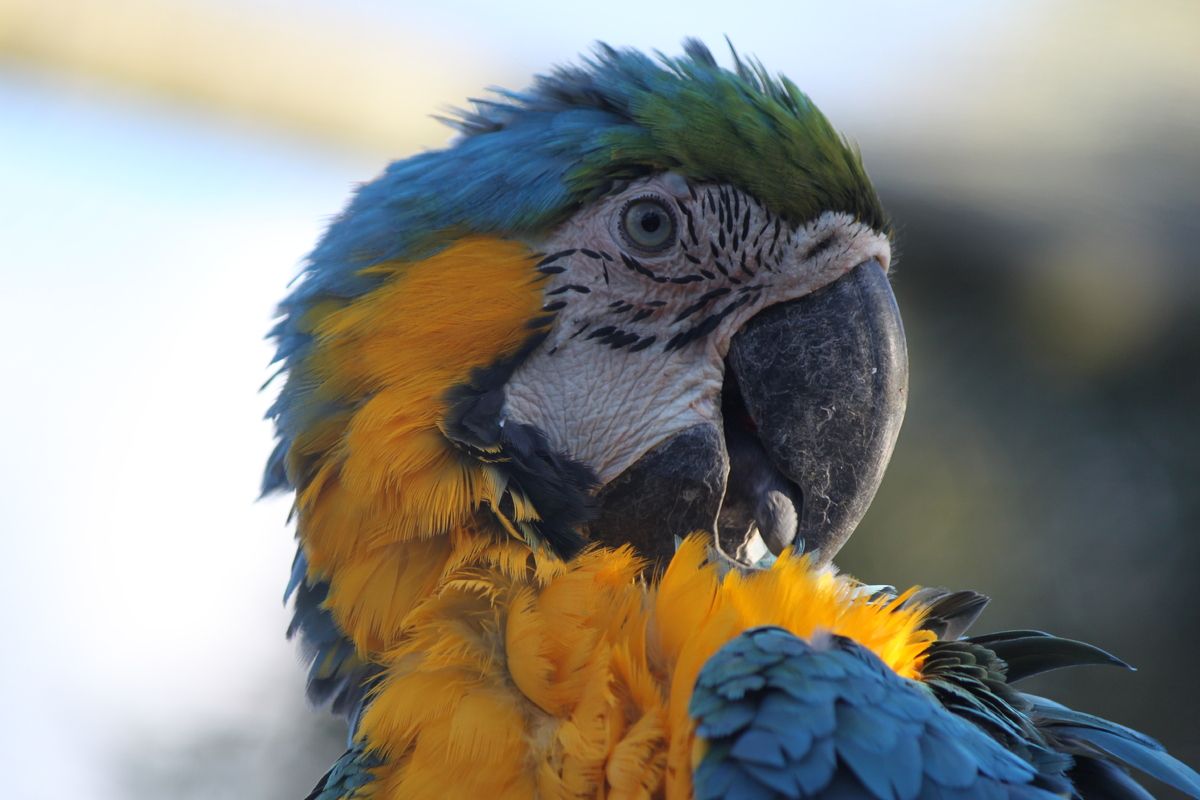 World of Birds Wildlife Sanctuary and Monkey Park