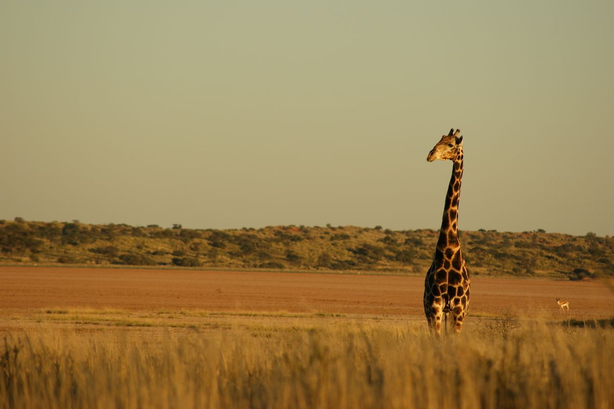 wilde giraffe, natuurpark Namibi�
