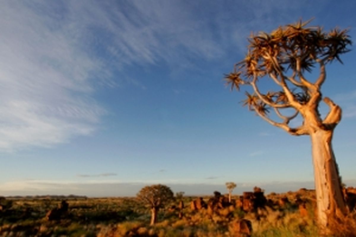 Moringoboom, uniek voor Namibi�