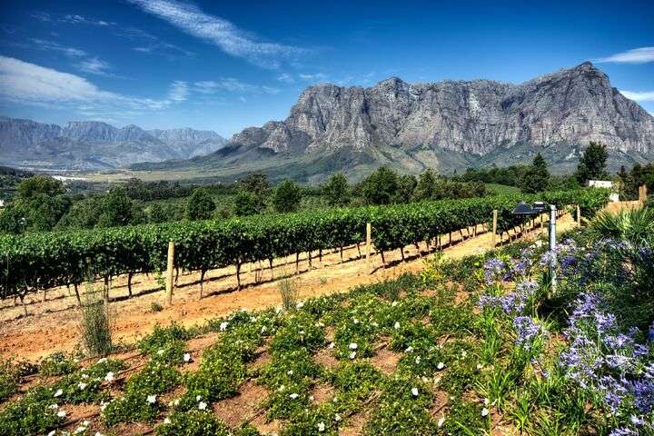 Wijngaarden in Stellenbosch