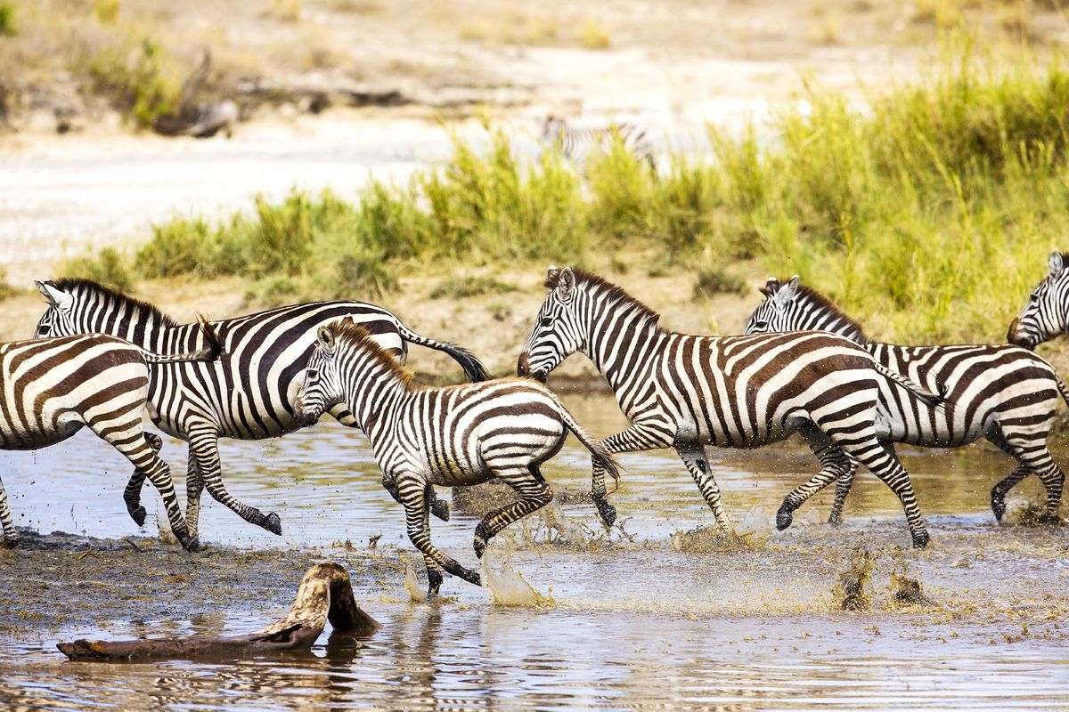 Afrikaanse zebra's tijdens de jaarlijkse migratie
