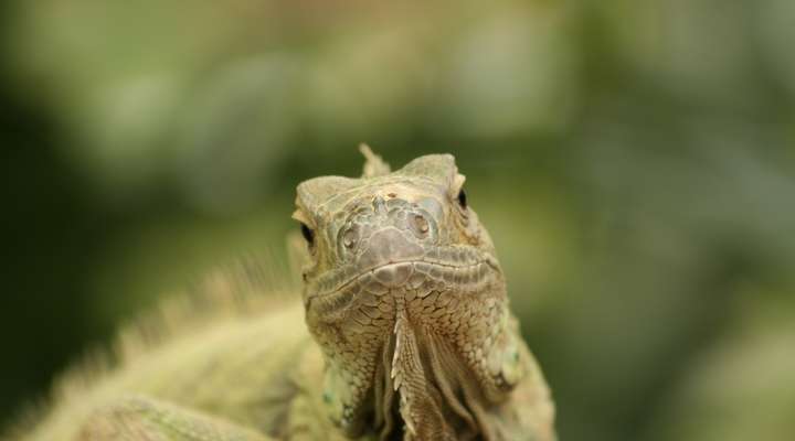 Reptiel in dierentuin