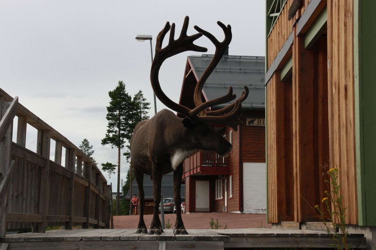 Rendier op een veranda in het vakantiepark Idrefj&auml;ll