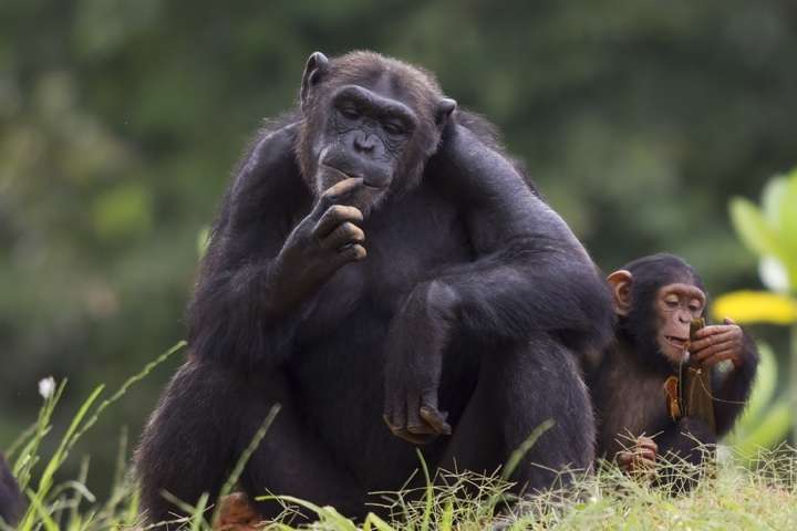 Moeder chimpansee met kind