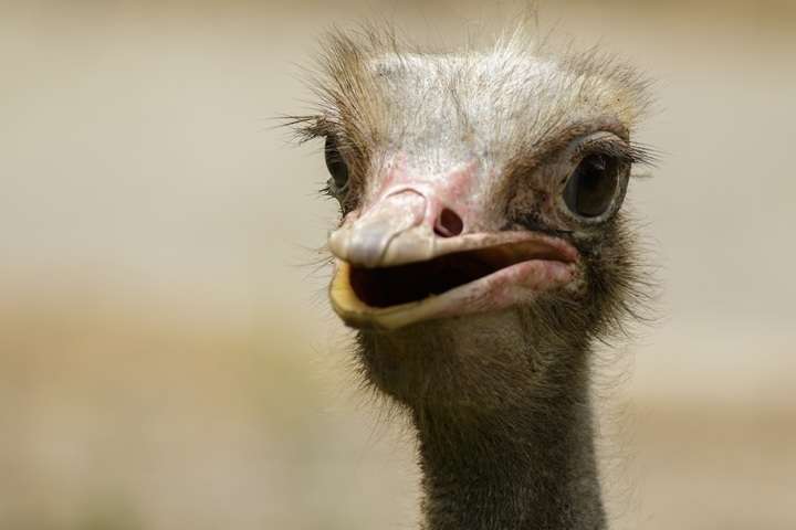 Struisvogel