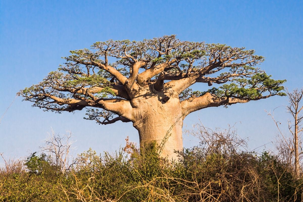 Baobab boom