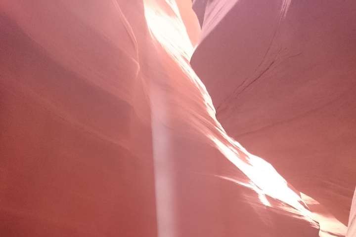 Antelope