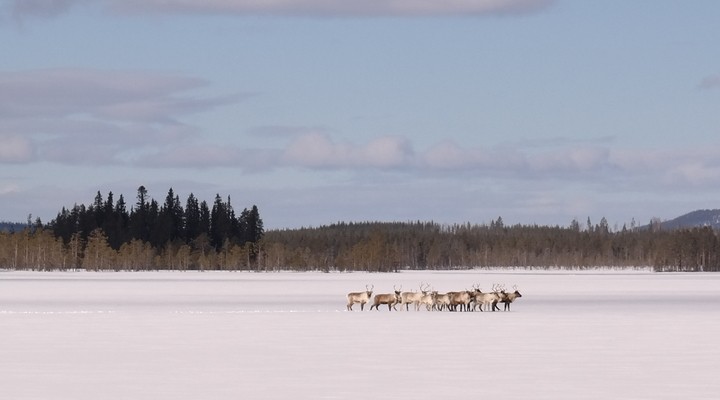 Rendieren in Zweeds Lapland